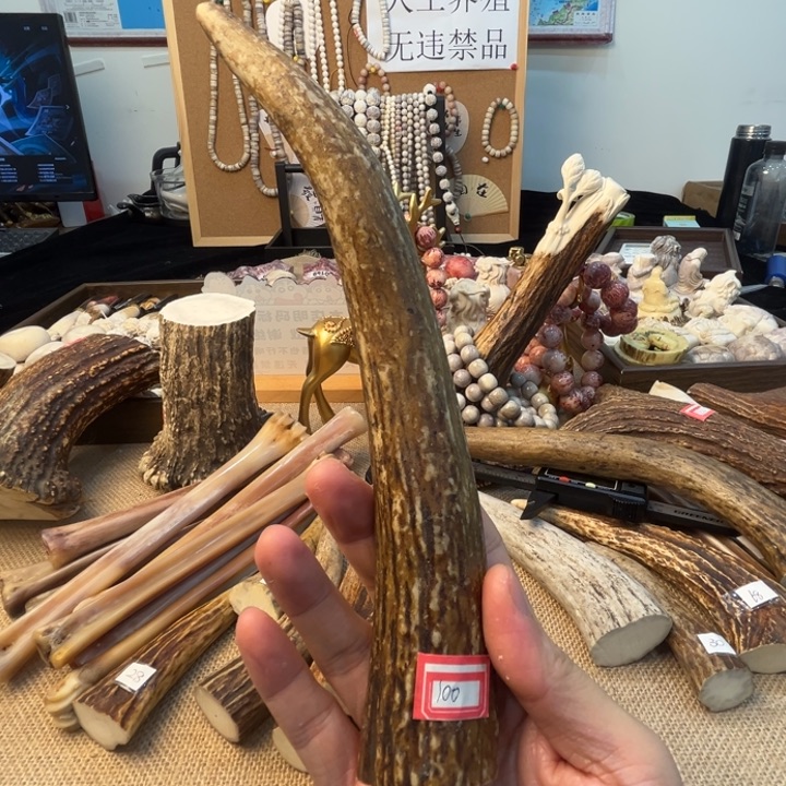 人工养殖驼鹿鹿角