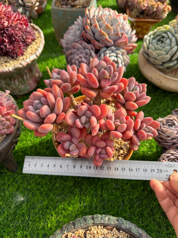 灰姑娘群生多肉植物一物一拍