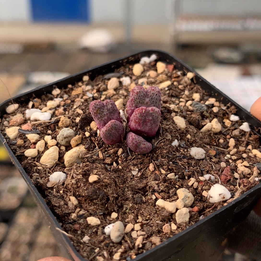 82号斑马母本955