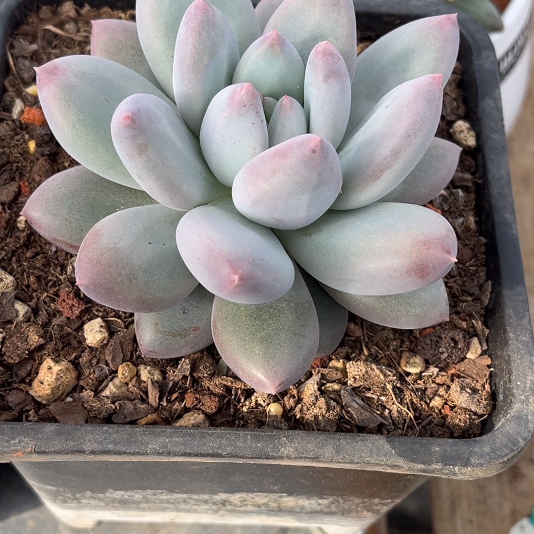 多肉植物d凯普敦多肉