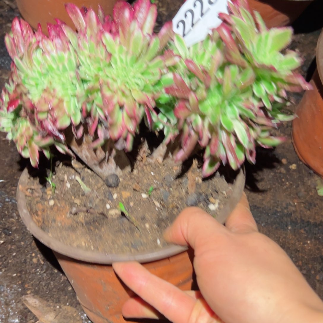 2228 号多肉植物法师