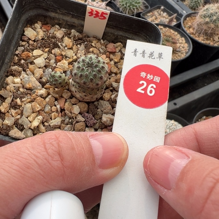 自根绿丽丸杂交一棵