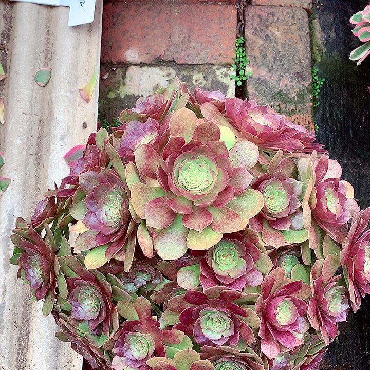 红心万，丛林的，多肉