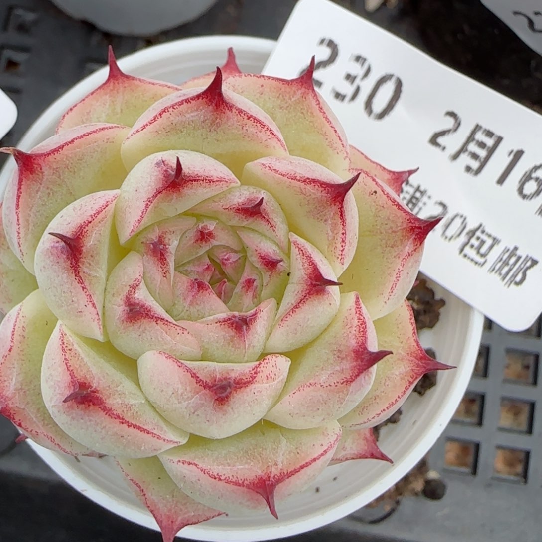 花语逸境0216-230