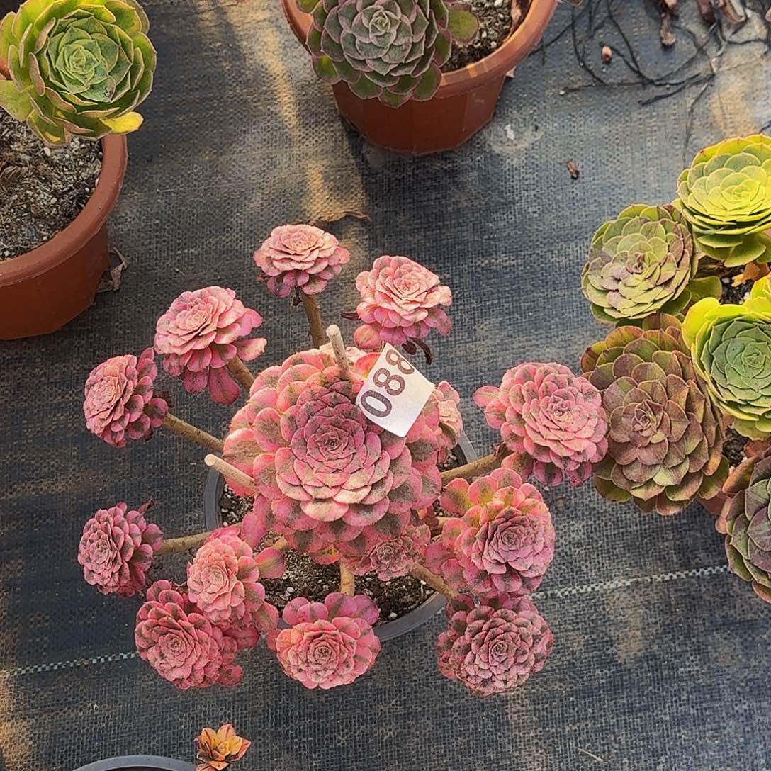 不开花植物088红铜超白