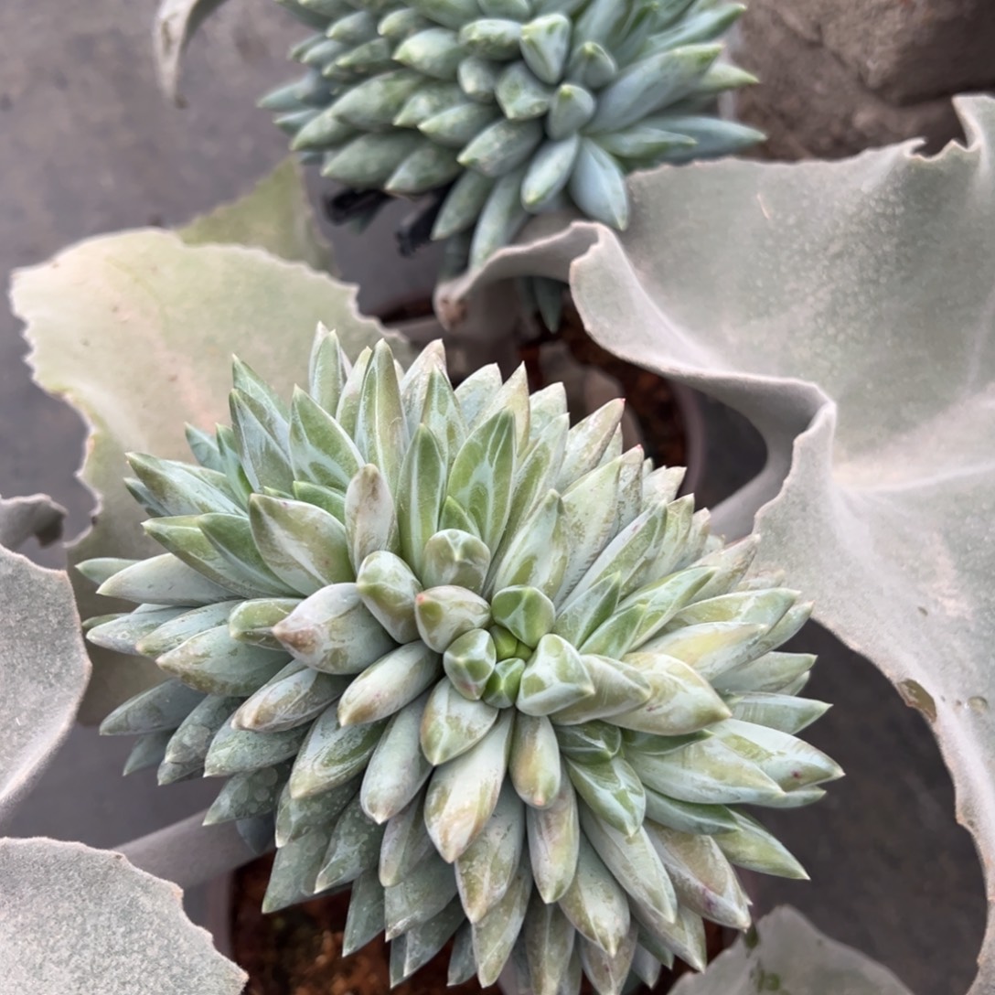 『****2颗重楼缀多肉植物100