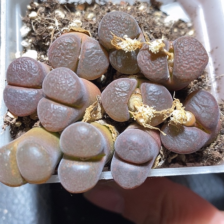 两颗黑玫瑰风铃。   