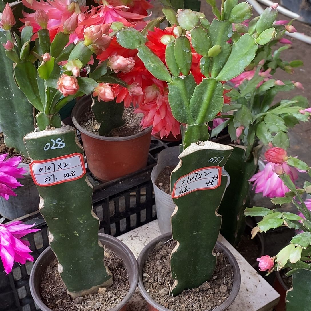 玉***兰无花朵0107*2（玉兰）45+3