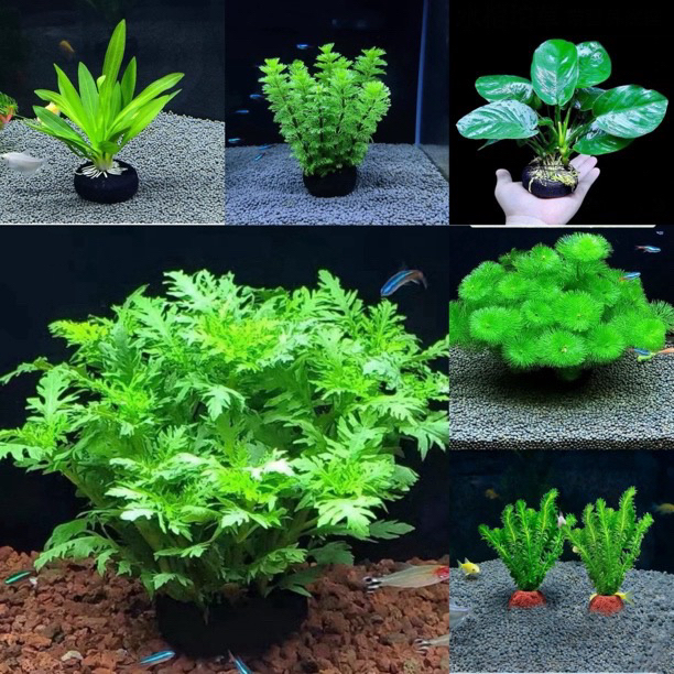 古法缸生态缸水草套餐坨草阴性水草净化水质增氧造景