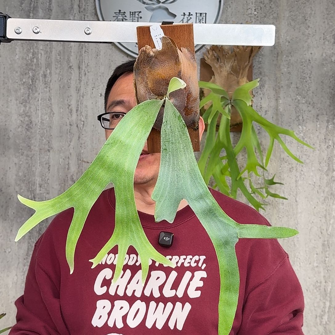 完全开放Bannaa鹿角蕨书签板春野花园