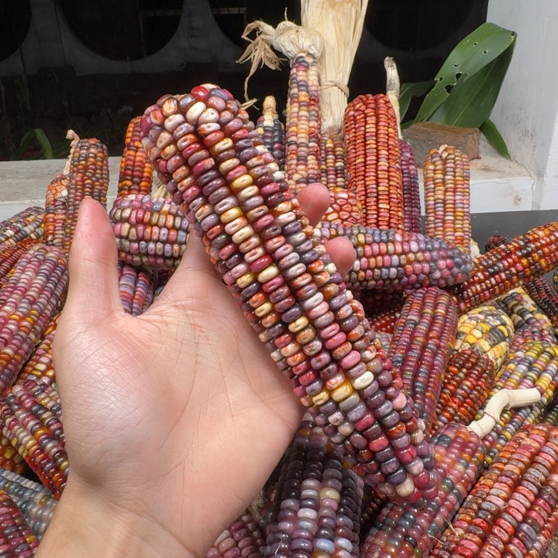 妞***鱼柏香籽/百香籽吊坠