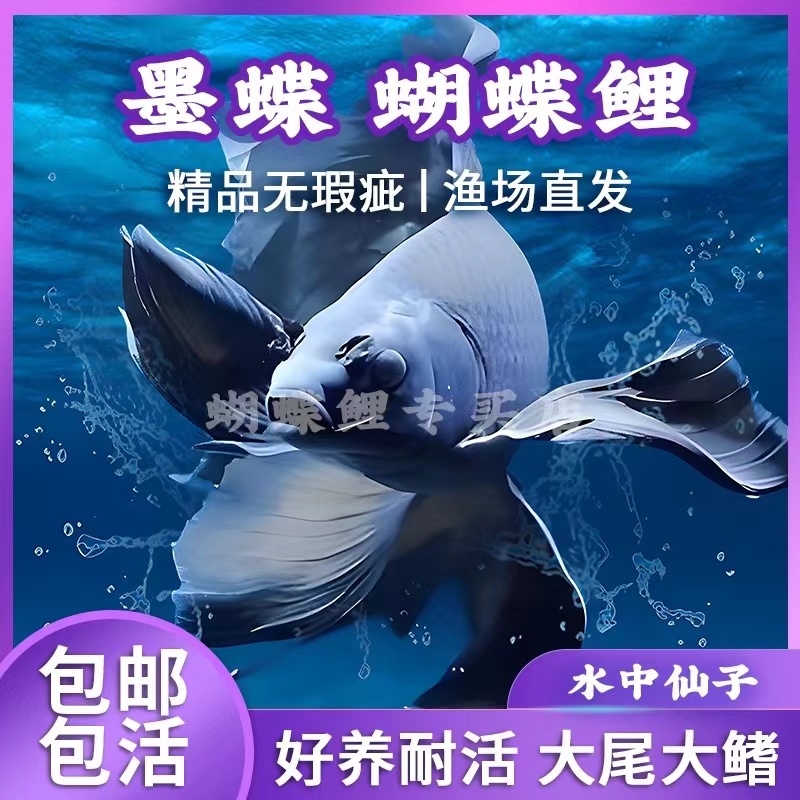 墨蝶11-13公分精品蝴蝶鲤鱼好养易养混养自家渔场