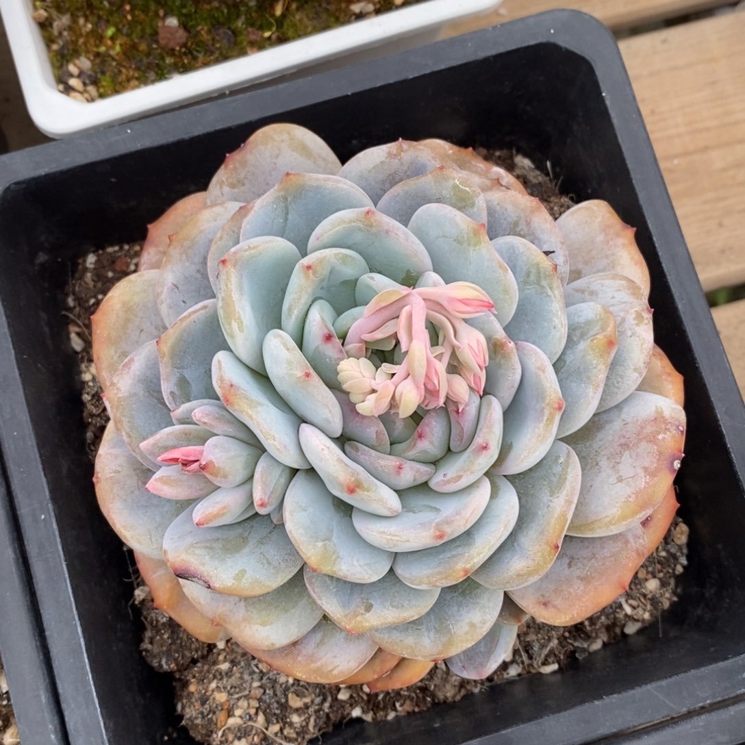 自助下单一物一拍多肉可寄养-星影