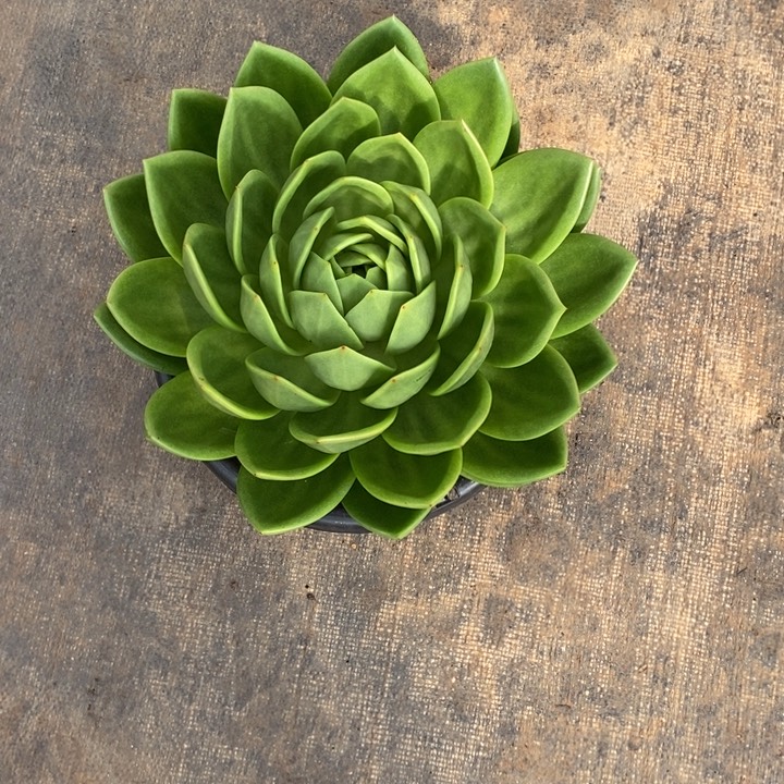 新***饰翠花30公分左右