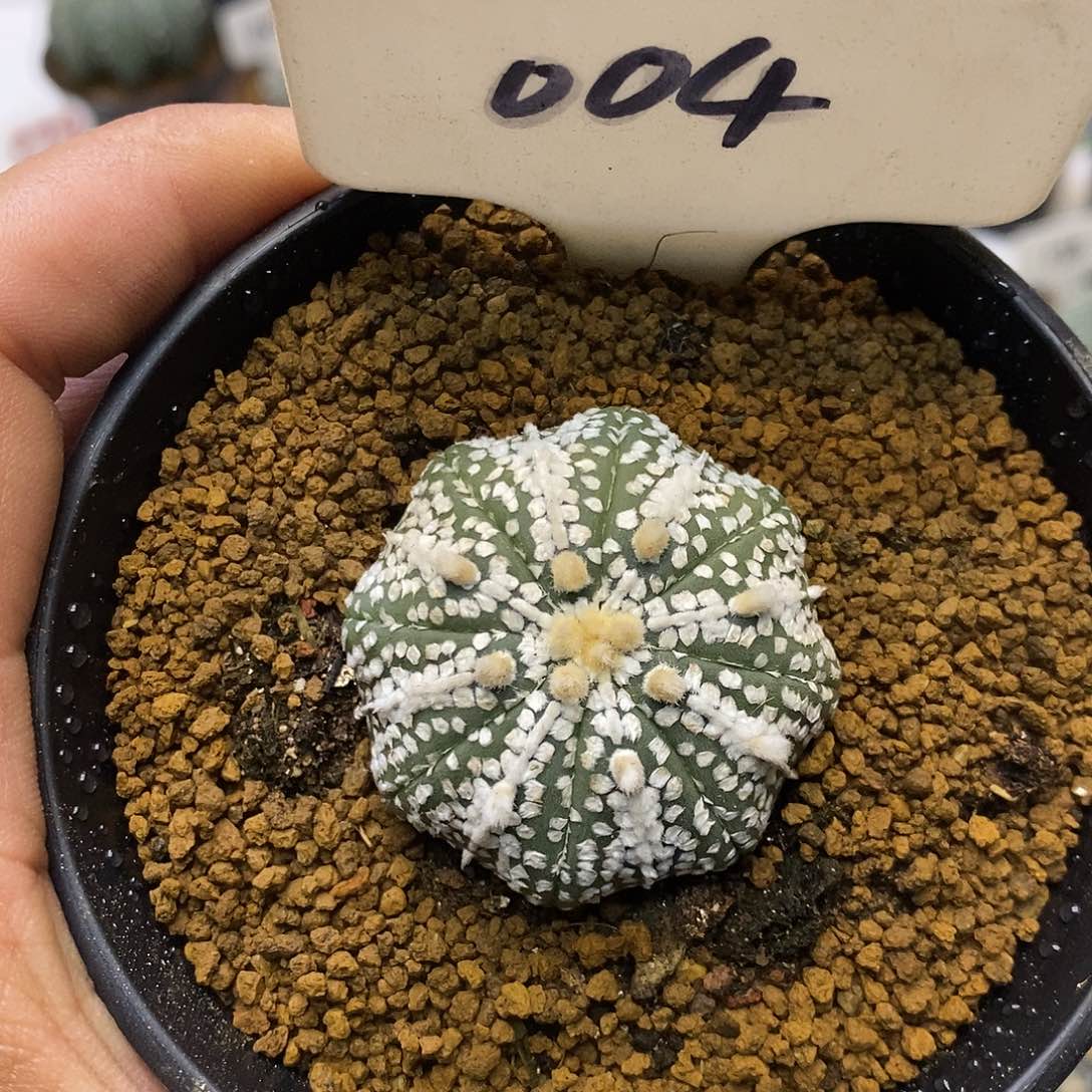 004奇迹福利特价来了