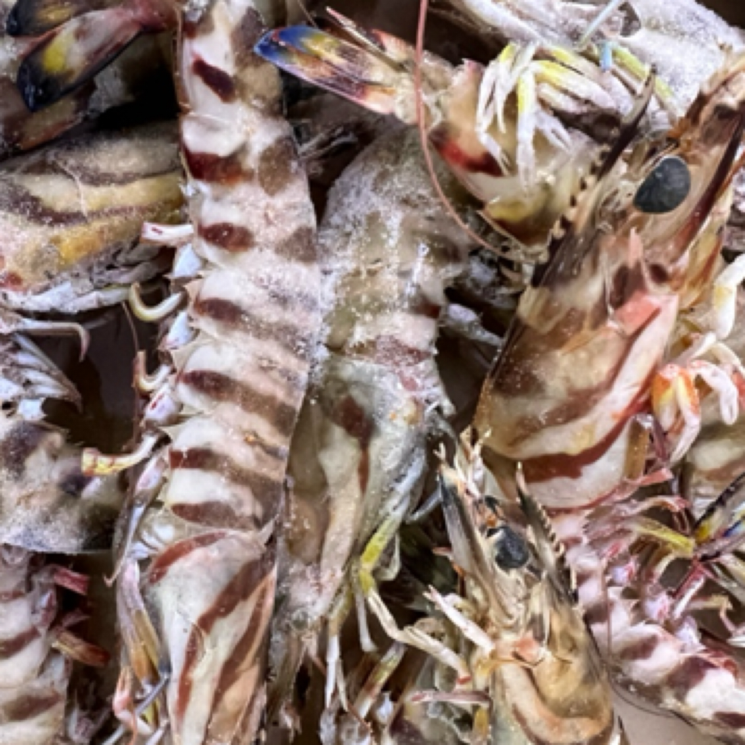 野生斑马虾296两斤