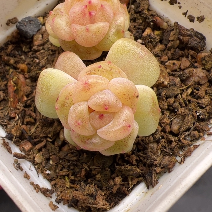 一物一拍精品糖心，尺寸不大介意勿拍