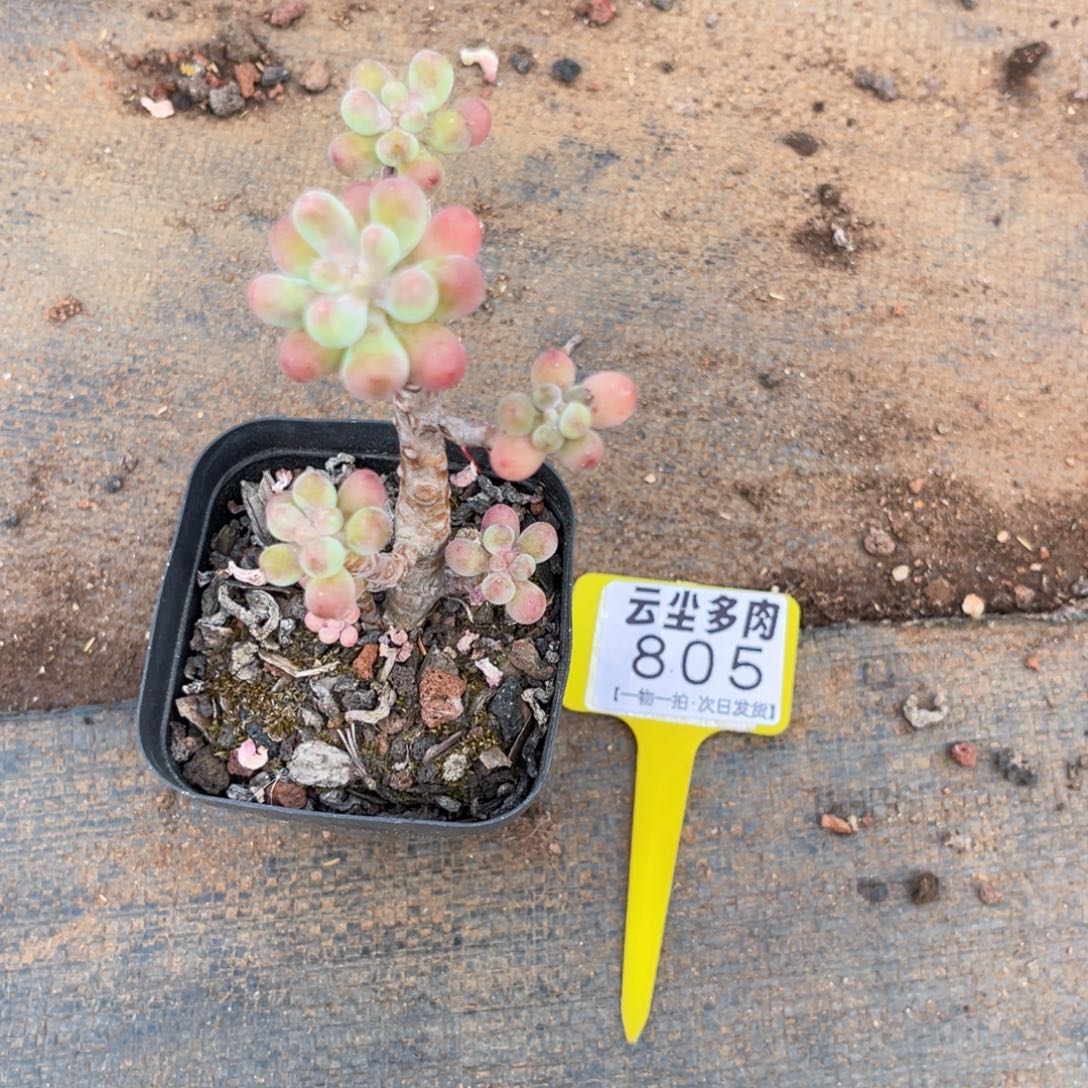 云尘多肉一物一拍805