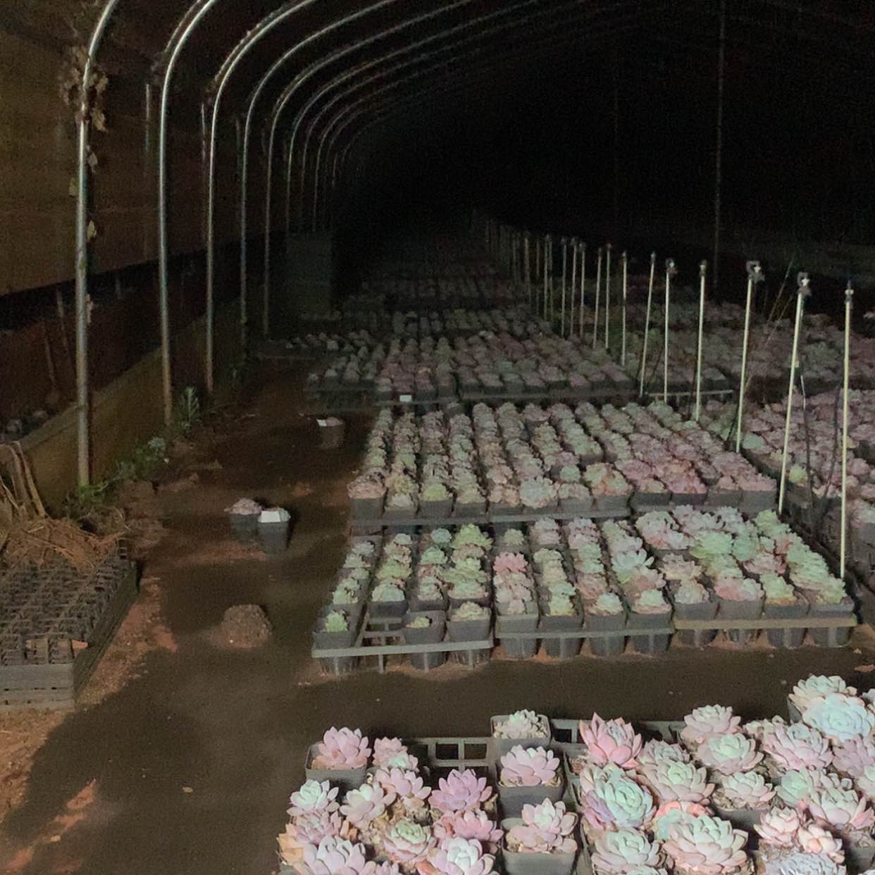 【闪购商品】柠**糖邮费邮费邮费