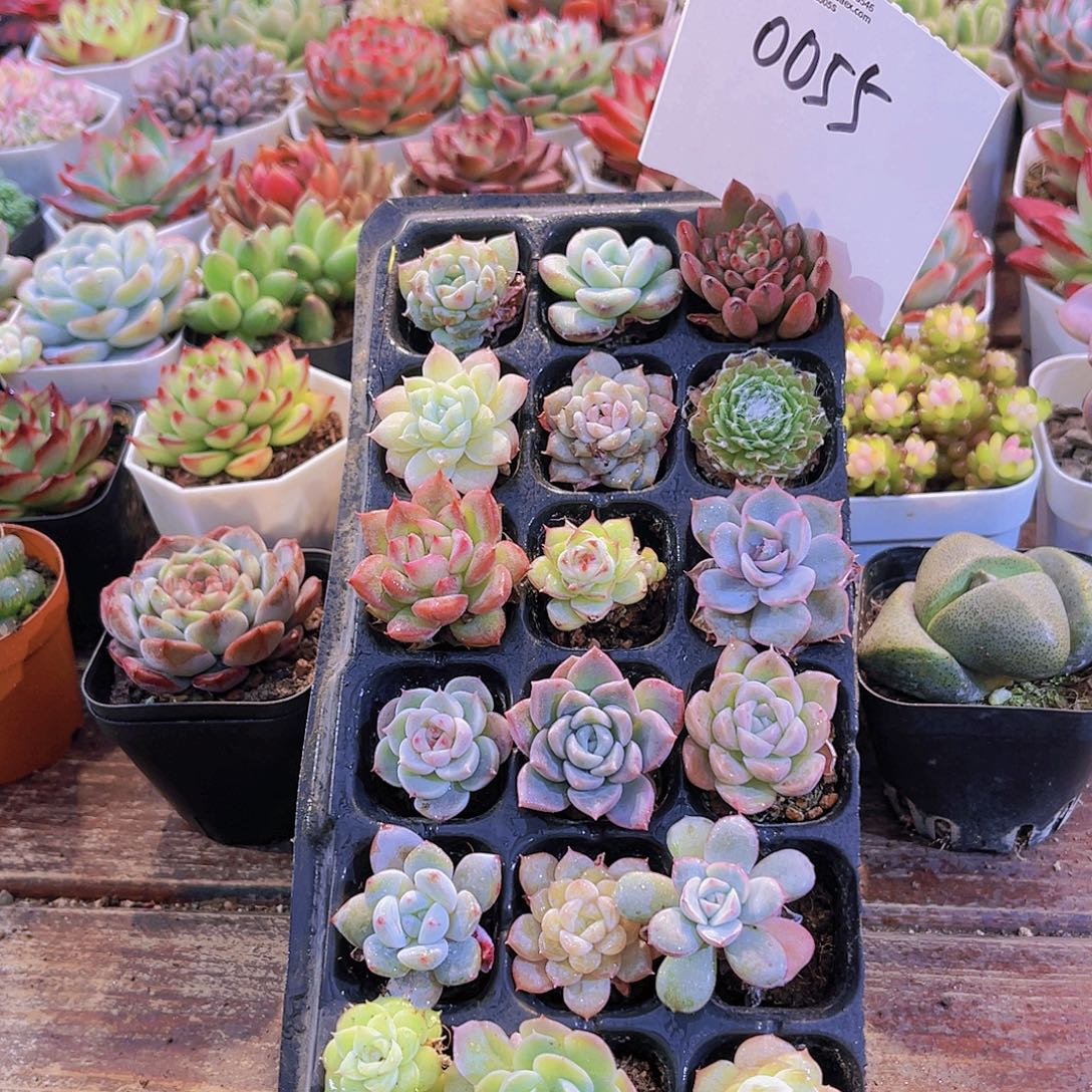 一物一拍0055福利套餐