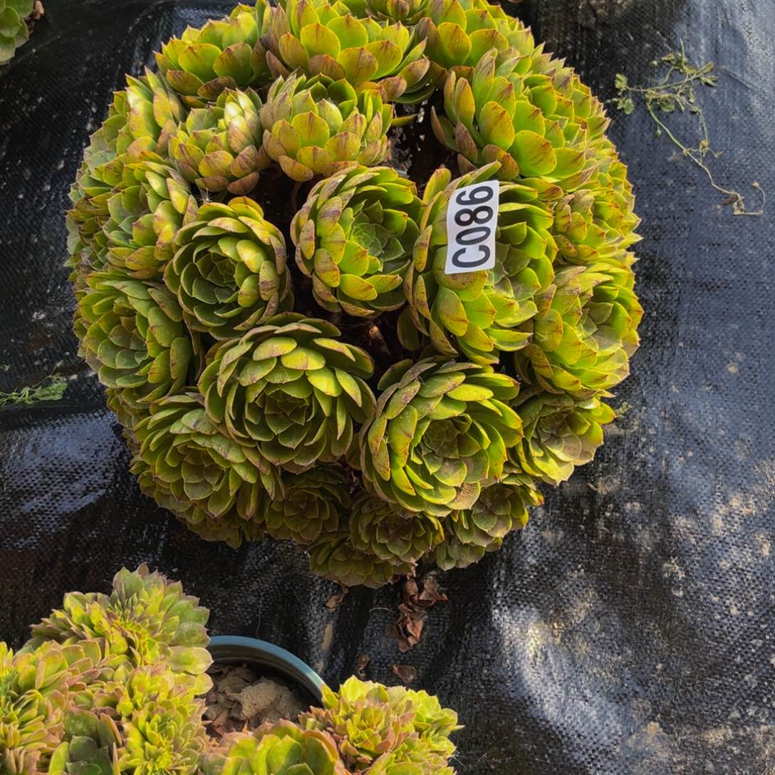 万拉丝14////5包邮