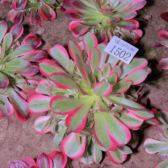 502粉女郎多肉植物