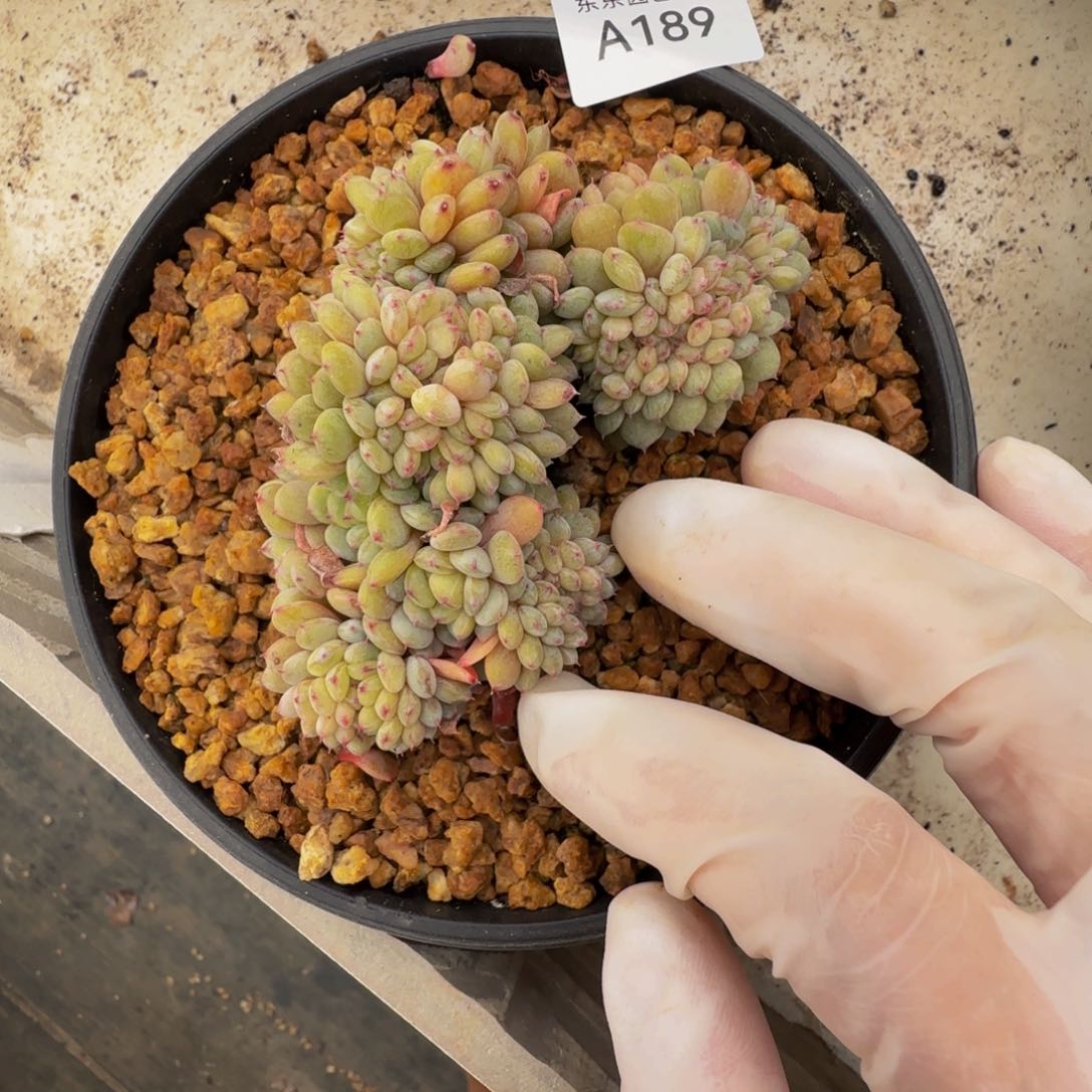 a a a a a a a a 189