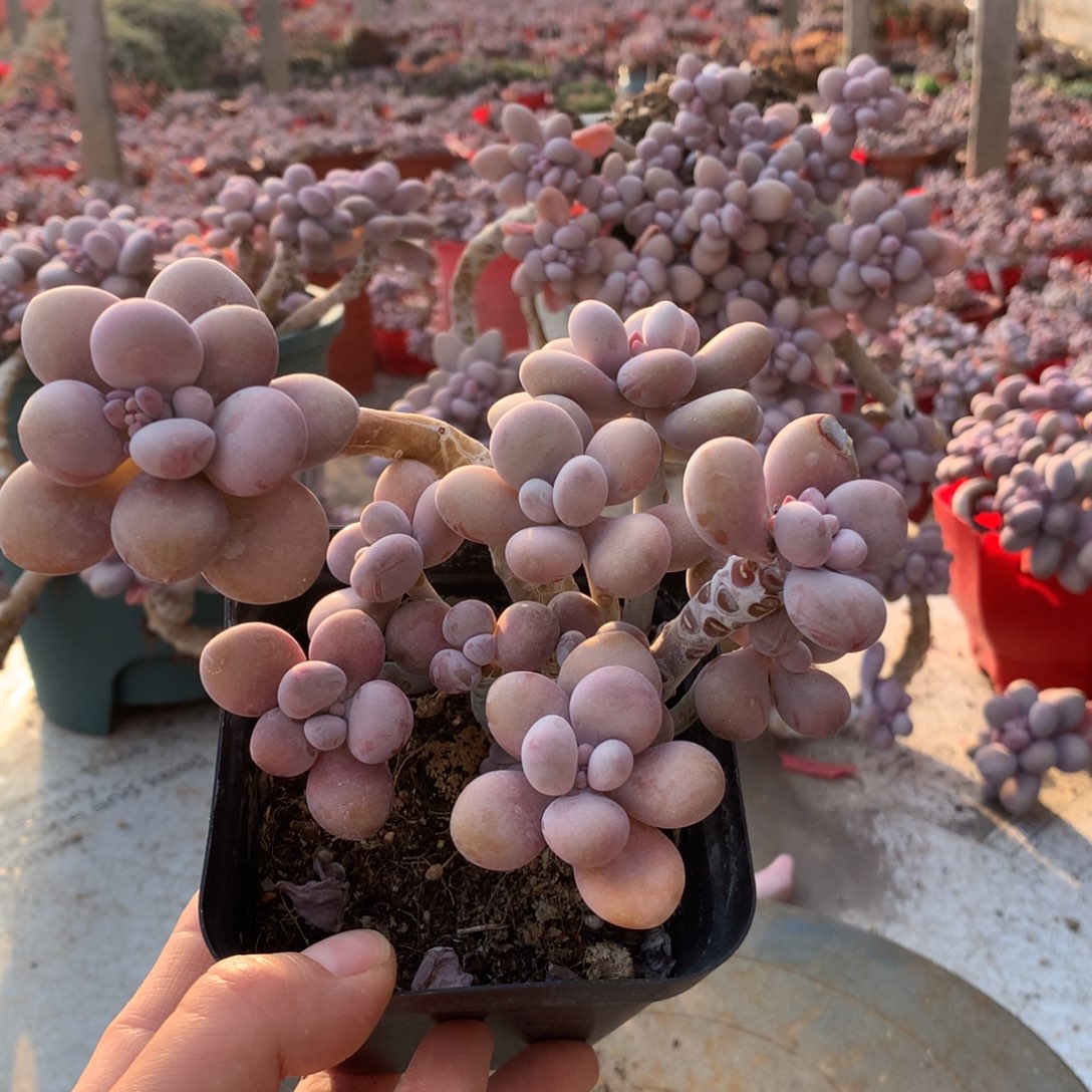 桃蛋老桩一颗18号