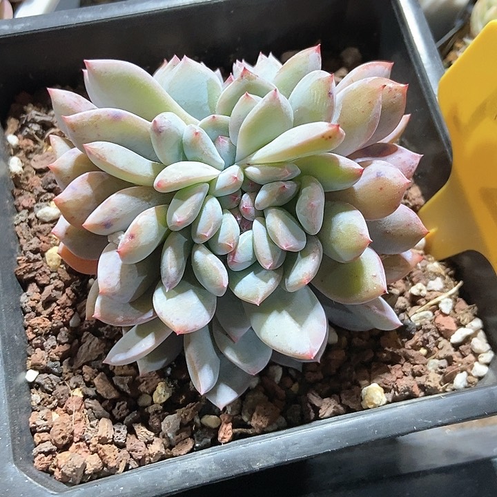 多肉植物橙子缀521