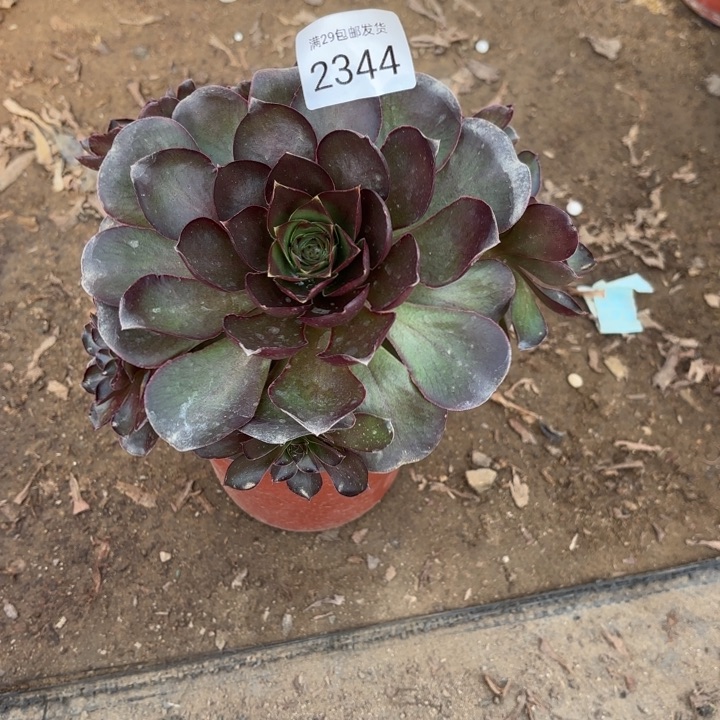 魅金玫瑰多肉2344