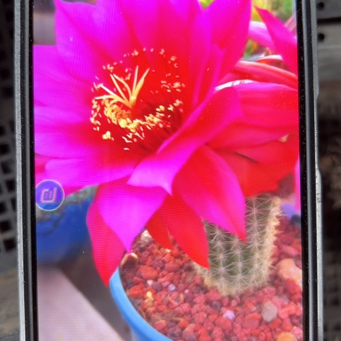 沃里茨毛20包邮侧牙仙人球19