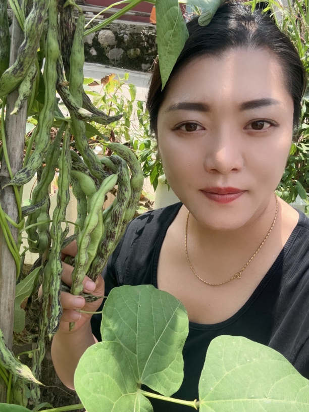 老品种饱米四季豆花四季豆