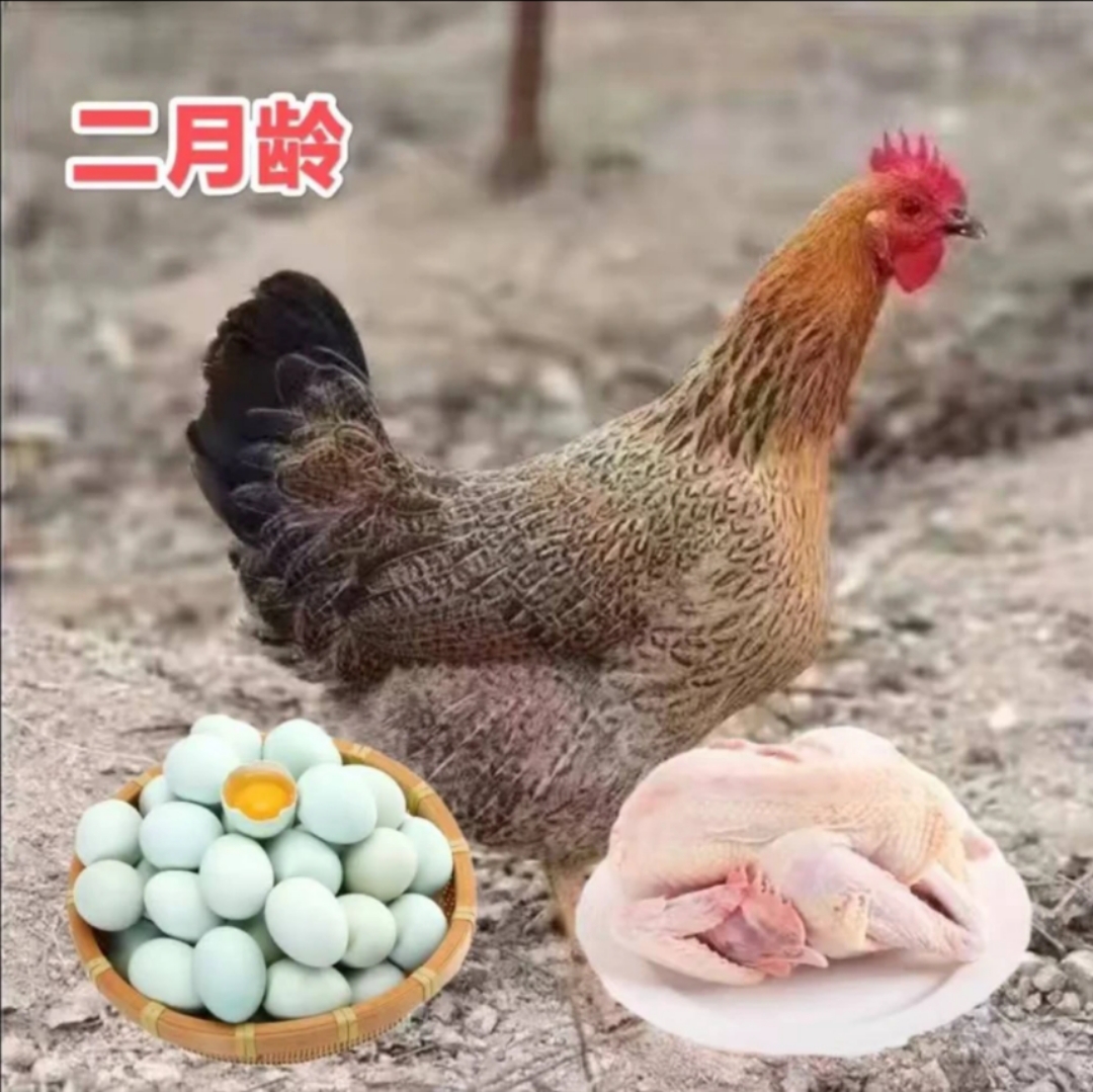 麻羽绿壳蛋鸡6只包邮公鸡母鸡整鸡肉质鲜美