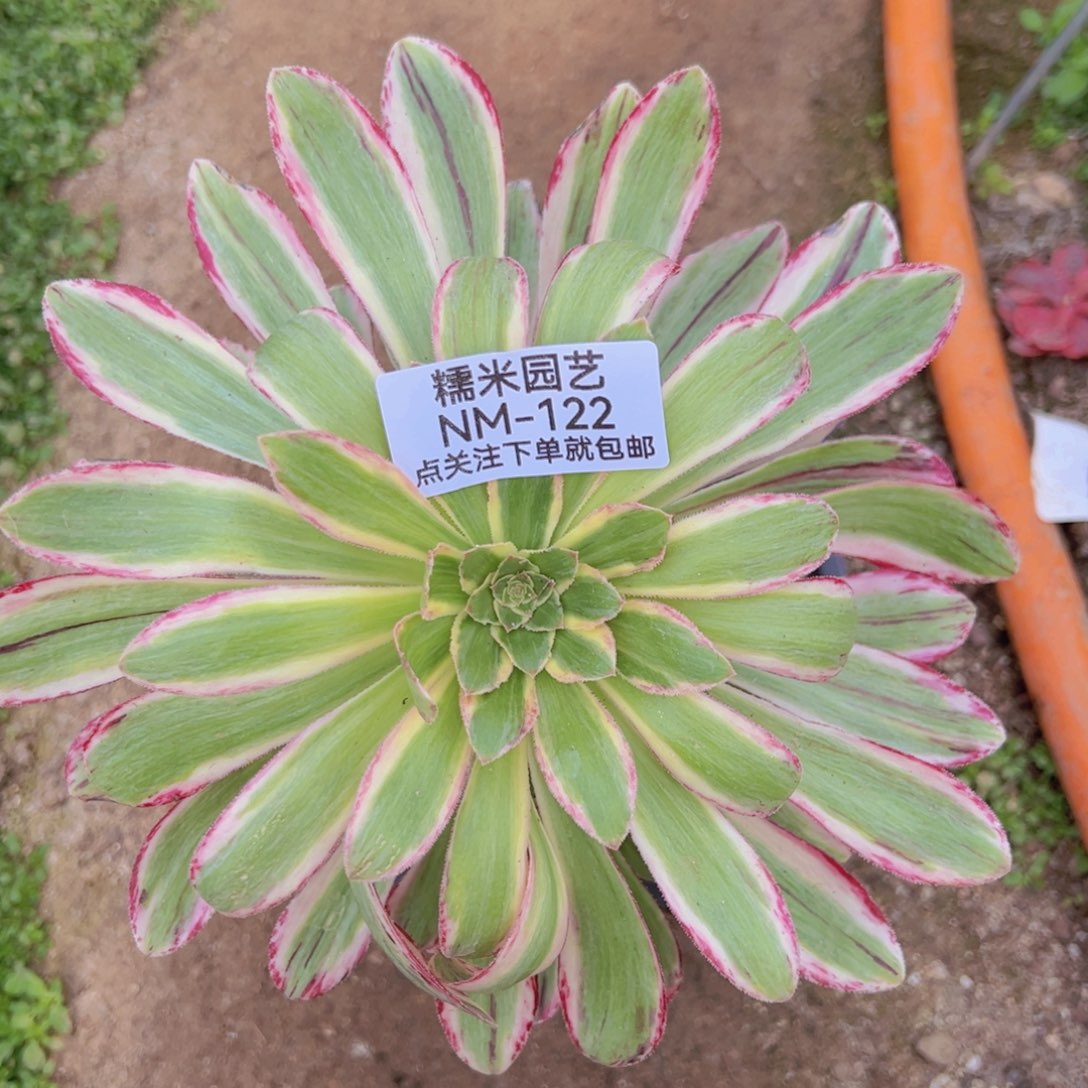 v锦锦多肉植物122