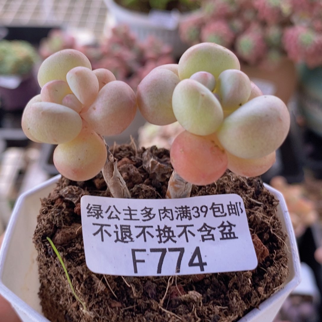萤火虫5cm774多肉植物