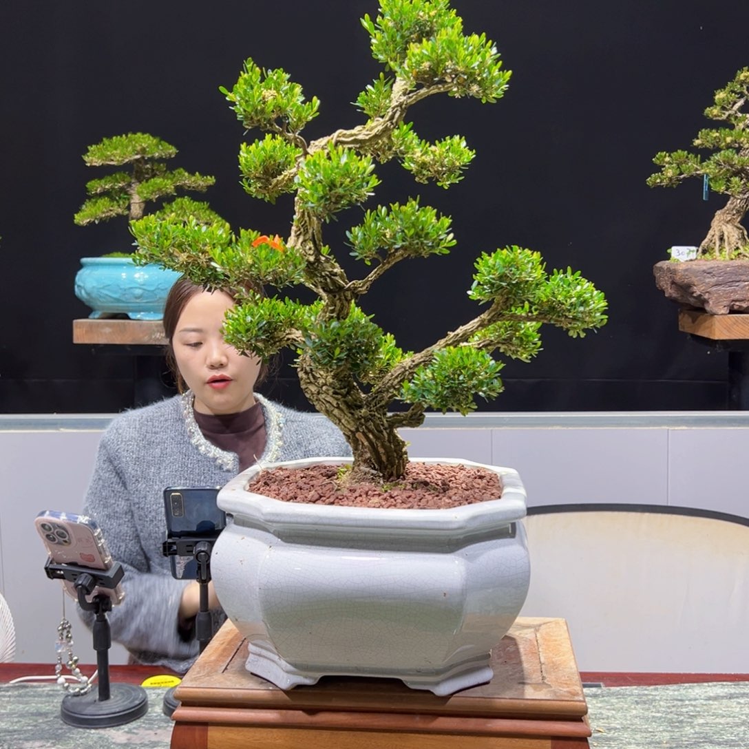 四季常青老桩黄杨盆景