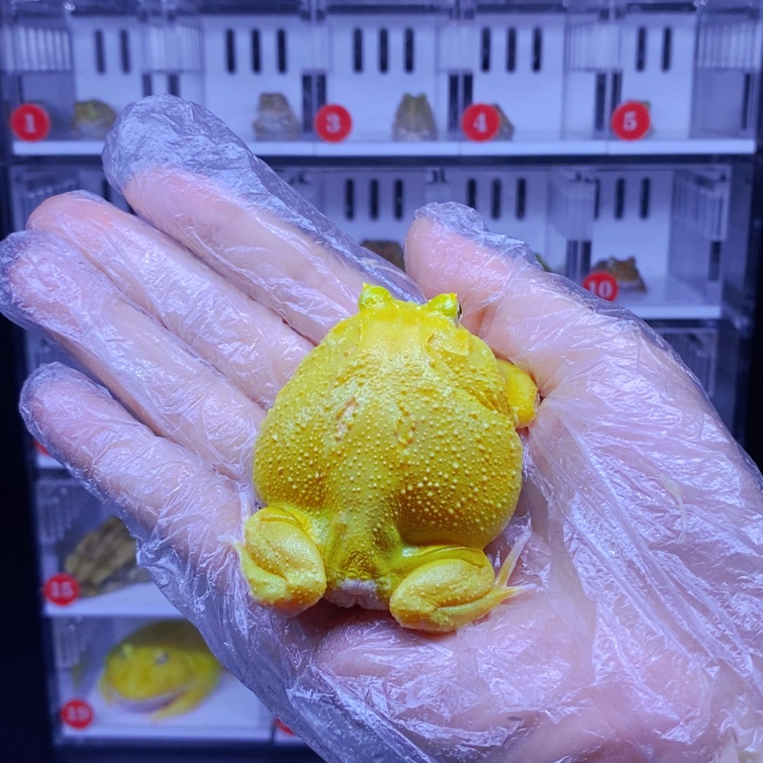 角蛙超级皮卡丘微瑕无售后