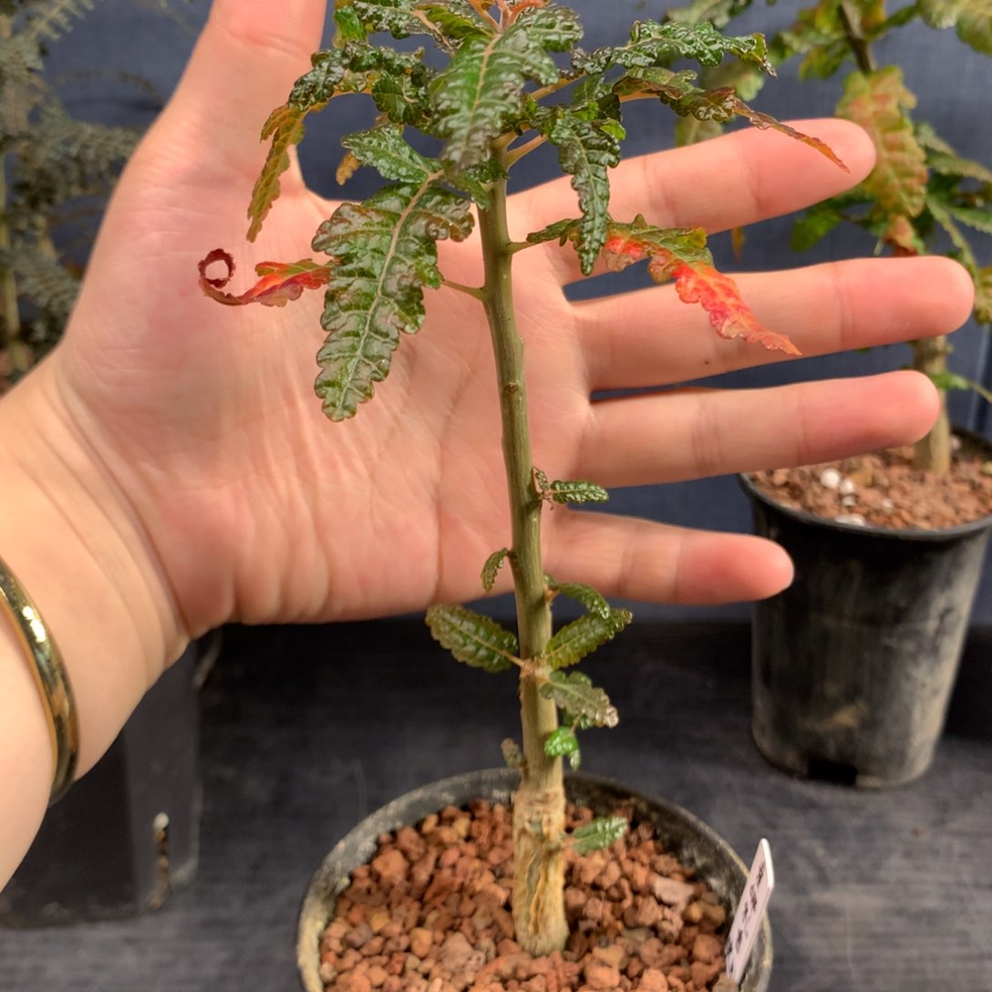 索娜乳香实生小苗