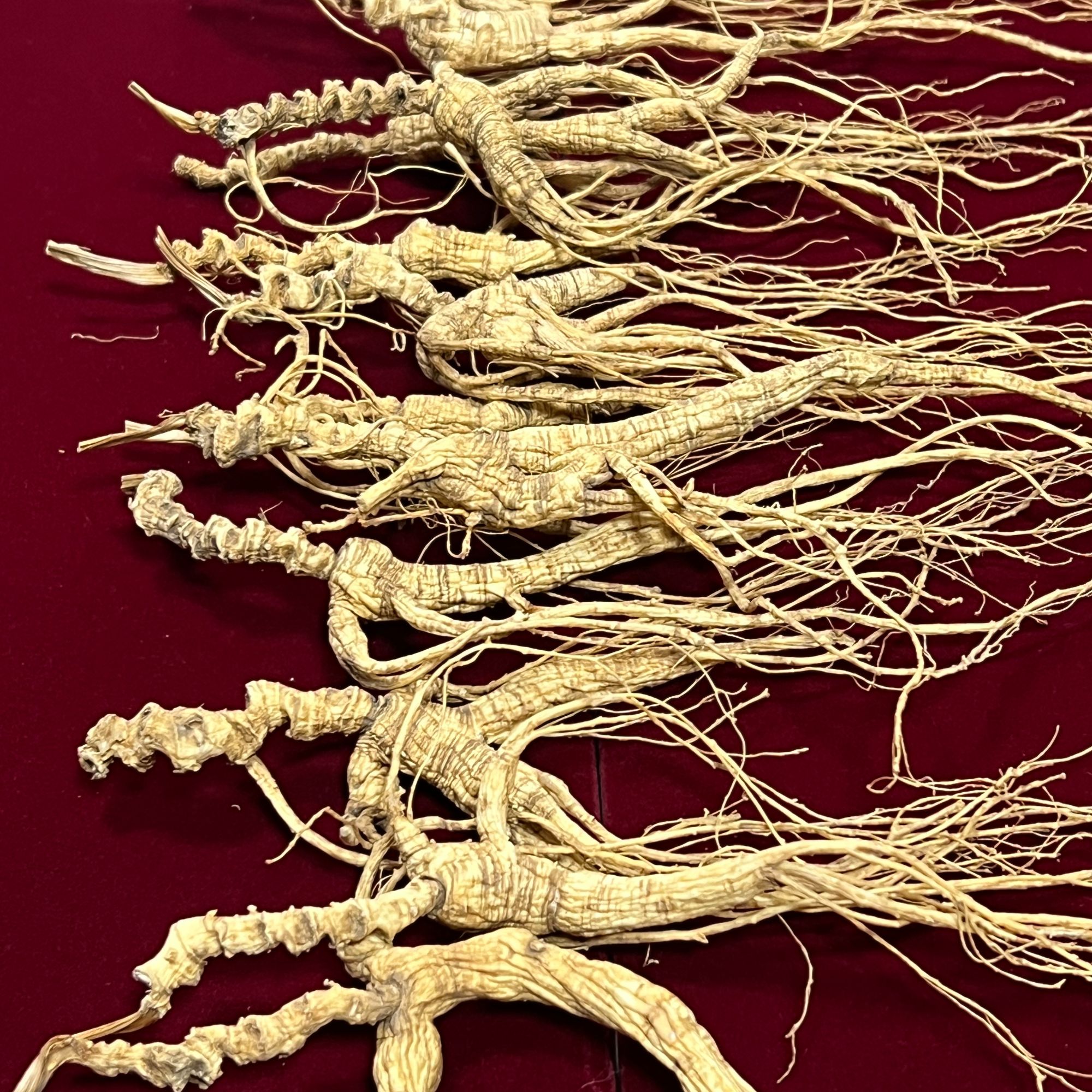 林下参临时改价链接 以直播间实物为准