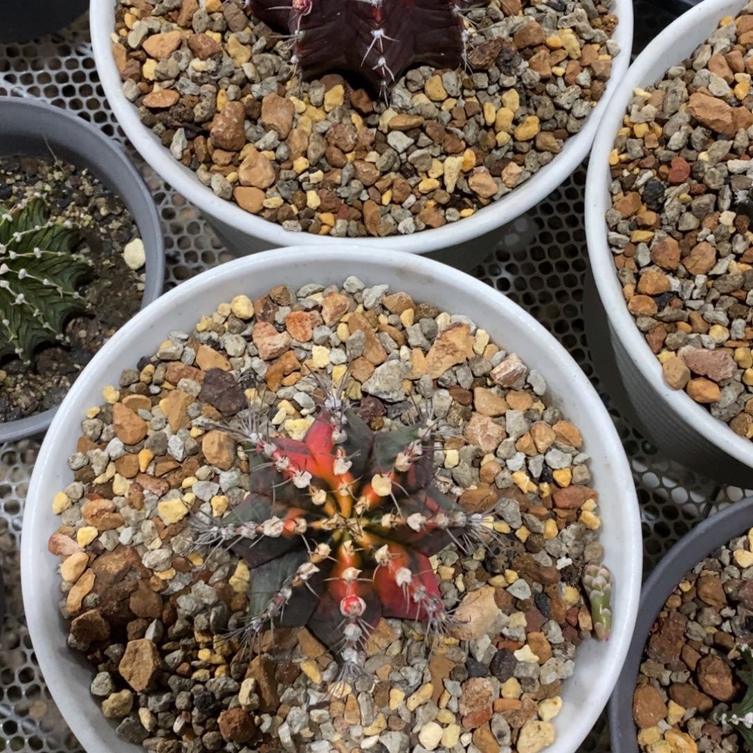 一对实生大牡丹锦