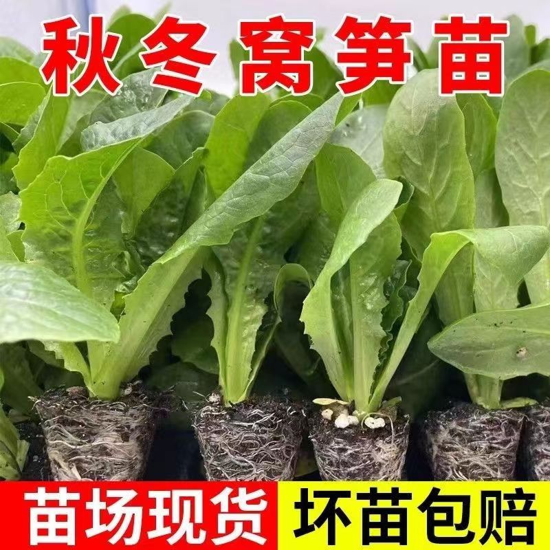 青皮绿肉尖叶莴笋高产耐热耐寒四季新鲜蔬菜