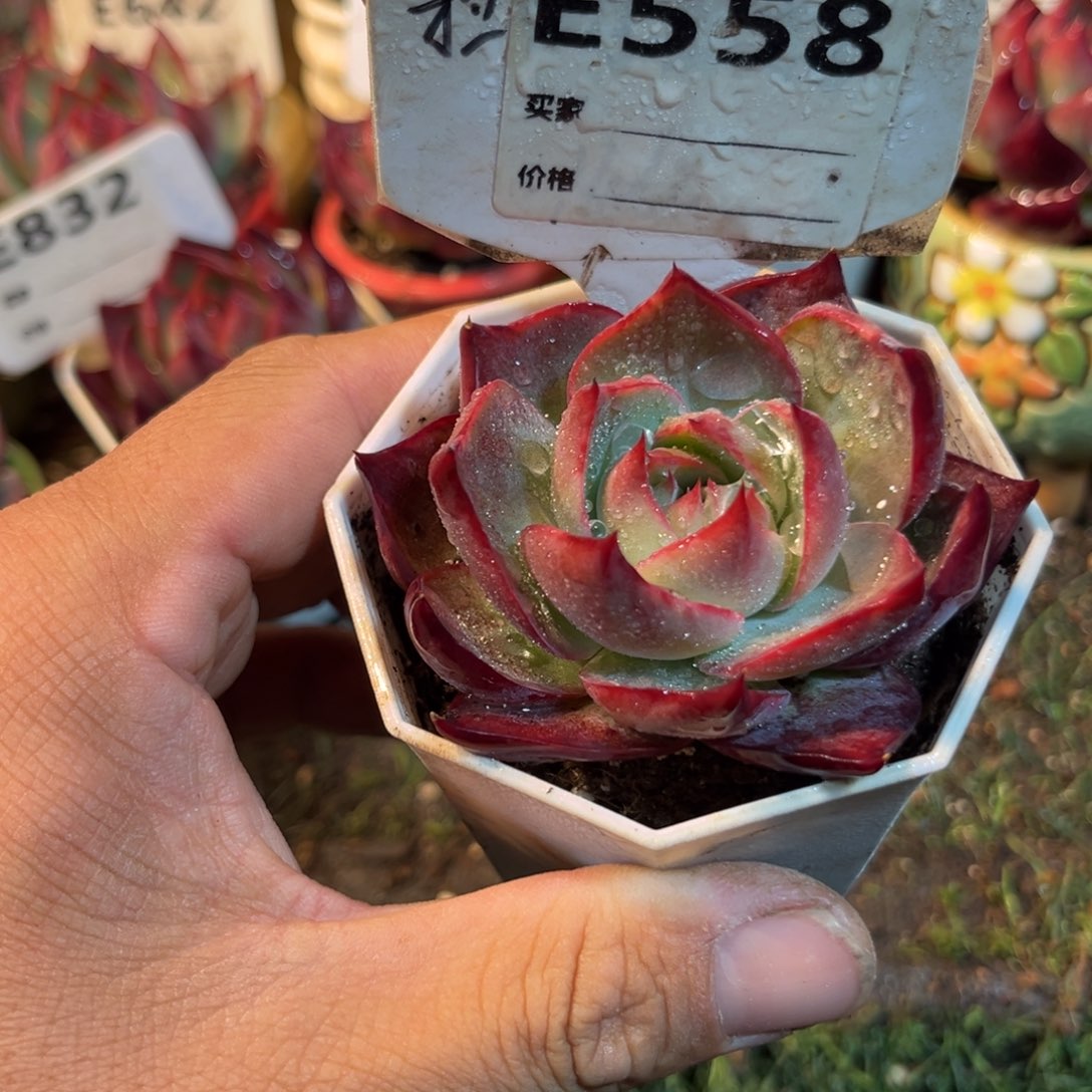 惊鸿一瞥558号多肉