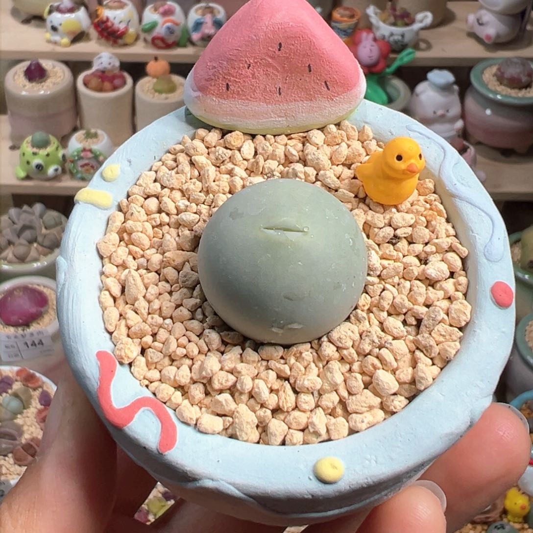 多肉植物180号鸽子蛋