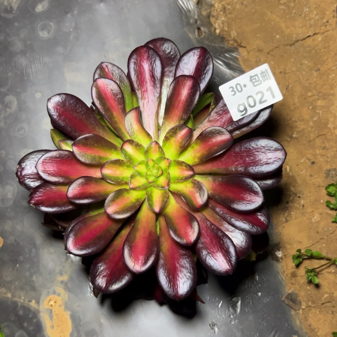 021 多肉法师夕阳