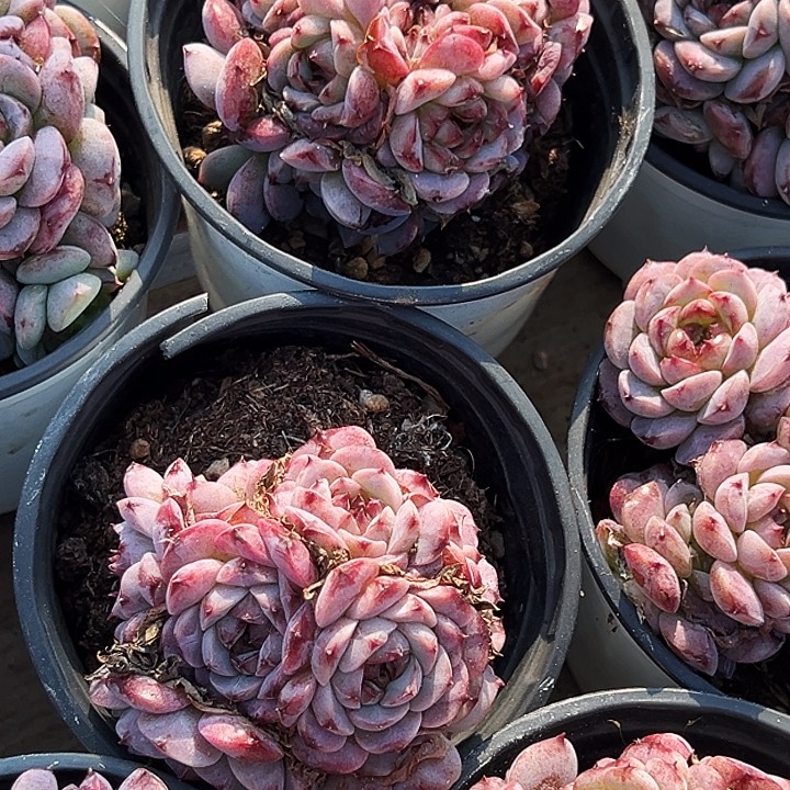 两盆    糖心  天鹅绒