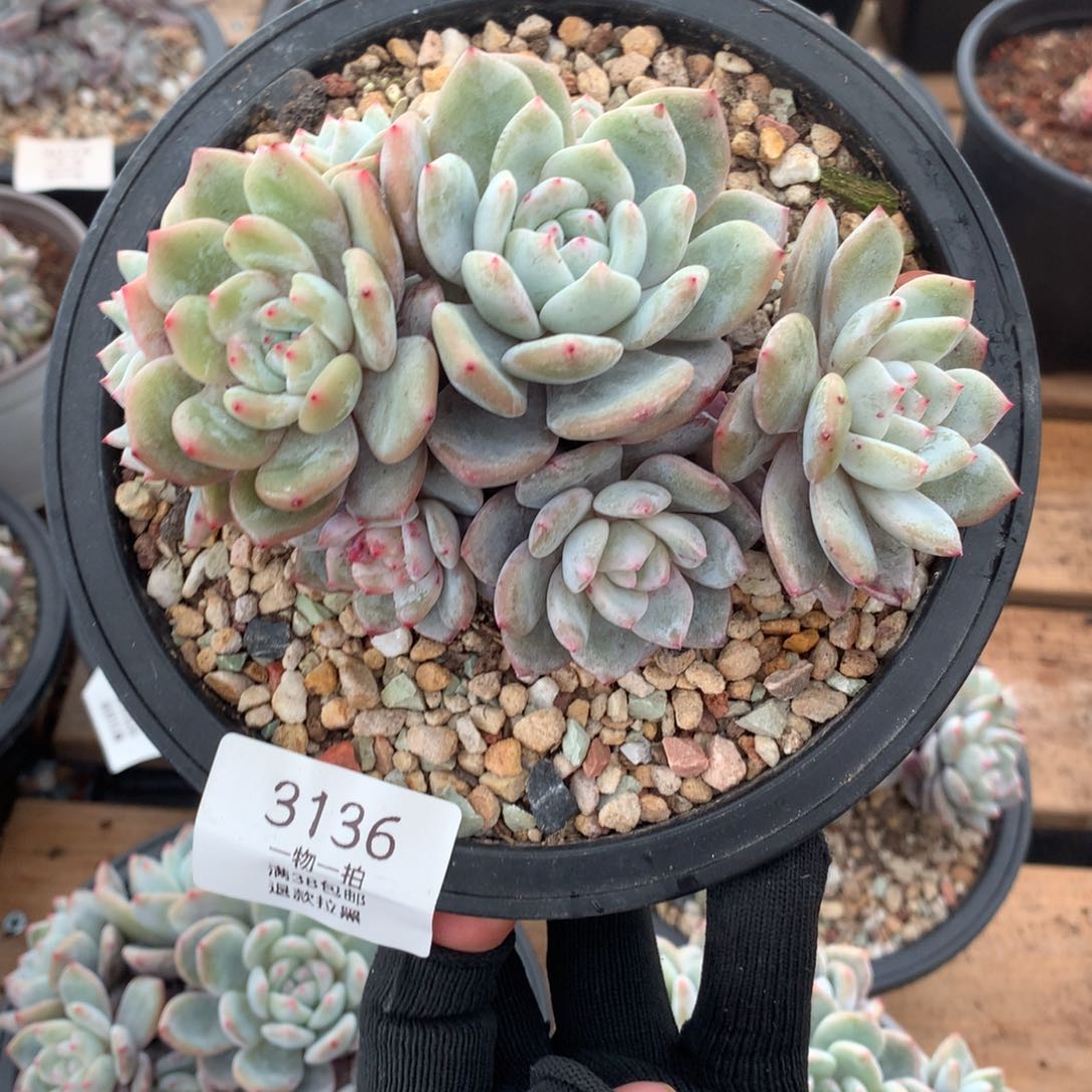 13.5厘米七头有砍石榴籽3136