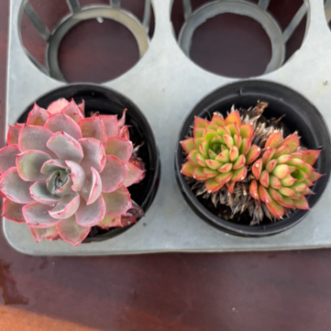 多肉10厘米圆杯组合泡泡糖+吉娃娃