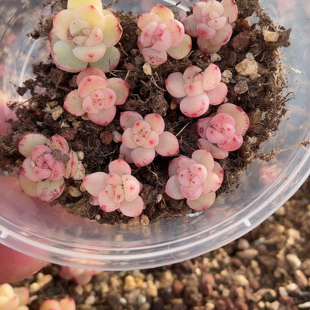 珍妮一物一拍139