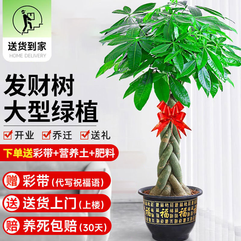 茂盛精品的五辫子1.5-1.7米发财树盆栽大型绿植花卉好养室内开业