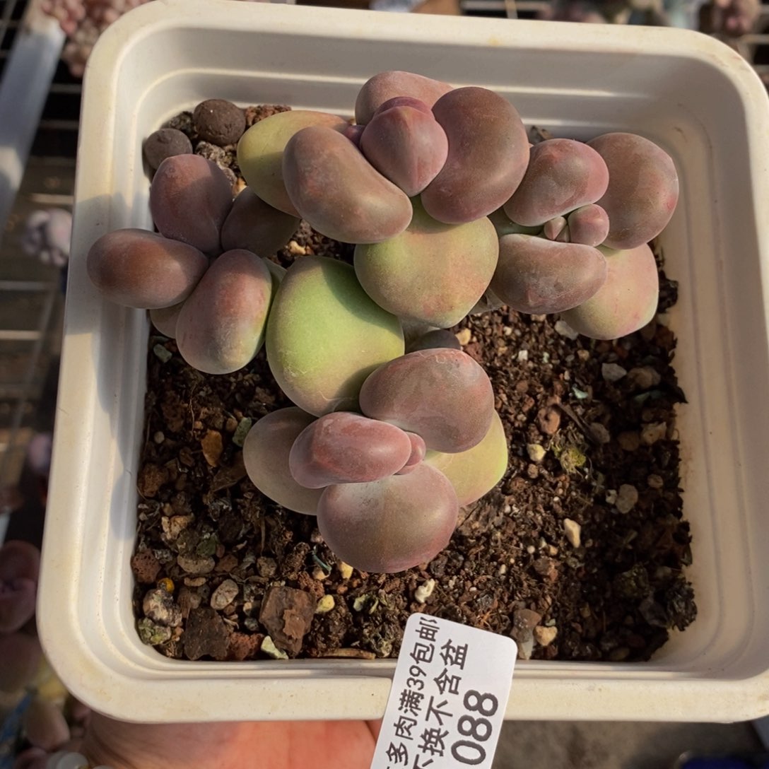 芒果奶酪088/8c m